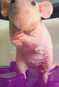 a hairless rat sitting on top of purple plastic blocks and looking at the camera