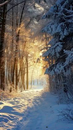 the sun is shining through the trees in the snow covered forest, and it's light shines on the path