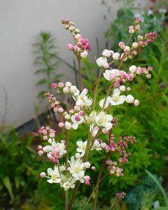 some white and pink flowers are in front of green plants on the side of a building