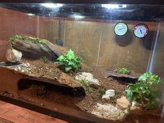 an aquarium filled with plants and rocks on top of a wooden table next to a clock