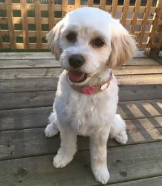 a white dog sitting on top of a wooden deck