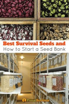 the best survival seeds and how to start a seed bank