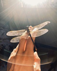 a person holding a dragonfly up to the camera with sunlight shining on it's wings