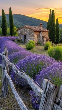 lavender fields in front of an old stone house with a rustic fence and wooden posts