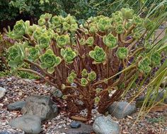 a very pretty plant with lots of green leaves in the middle of rocks and gravel