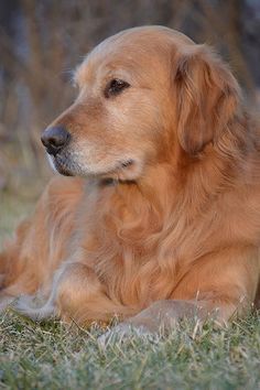 a large brown dog laying on top of a lush green field