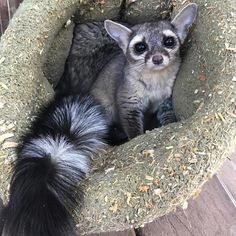 a close up of a small animal in a bed