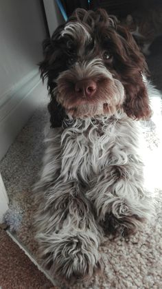 a brown and white dog sitting on top of a carpet next to a door way