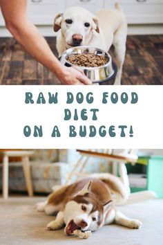 a brown and white dog eating food out of a bowl with the words raw dog food diet on it