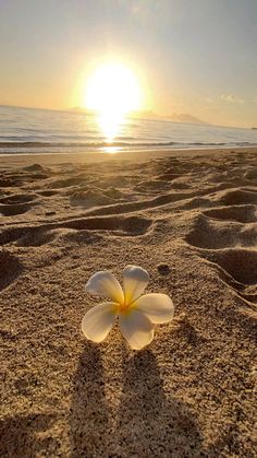 a white flower sitting on top of a sandy beach next to the ocean at sunset