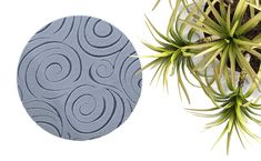 an air plant is next to a round cement plate with spiral designs on it and a white background