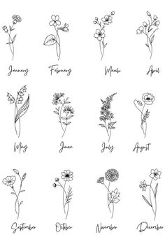 the twelve months of flowers drawn by hand in black ink on a white paper background