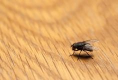 a fly sitting on top of a wooden floor