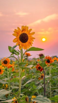 the sun is setting over a field of sunflowers