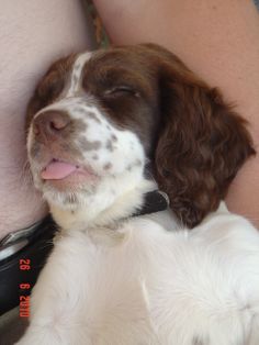 a close up of a dog laying on someone's lap