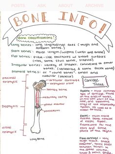 a diagram of the bones and their functions in human anatomy, with text describing bone info