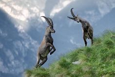 two mountain goats standing on their hind legs