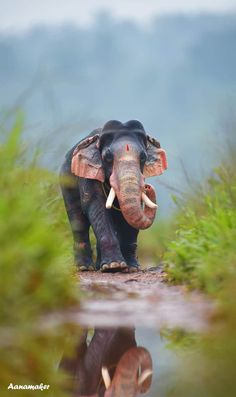 an elephant with tusks standing in the grass