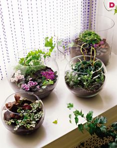 three glass bowls filled with plants sitting on top of a white table next to a window