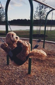 a teddy bear sitting in a swing at a park