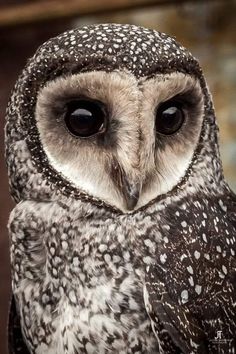 an owl with black and white spots on its face