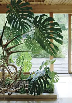 there is a large plant in the middle of this room and it's surrounded by greenery