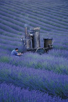 a man is working in a field of lavenders with a machine to sow the flowers