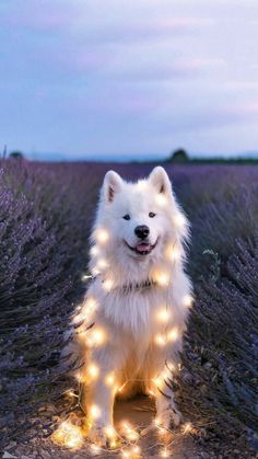 a white dog standing in the middle of a lavender field with lights on it's fur