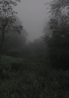 a foggy forest filled with lots of trees and bushes in the middle of it