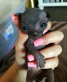 a small kitten is being held in someone's hand with pink and black nails