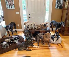 there are many dogs that are sitting on the floor