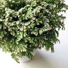 a potted plant with white and green leaves on it's top, against a white background