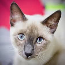 a siamese cat with blue eyes looking at the camera