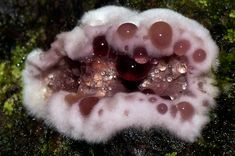 a close up view of an animal's body with bubbles in the water and moss growing on it