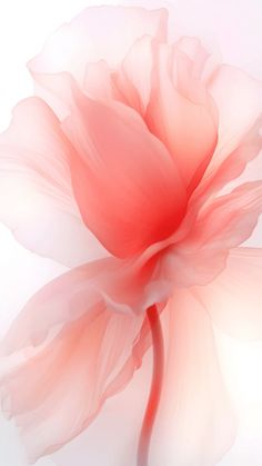 a large pink flower with white petals