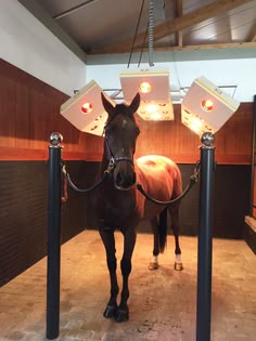 a brown horse standing in an enclosed area with two lights on it's head