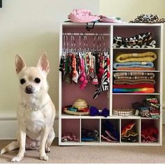 a small white dog sitting in front of a closet filled with clothes