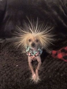 a small dog with long hair sitting on top of a couch