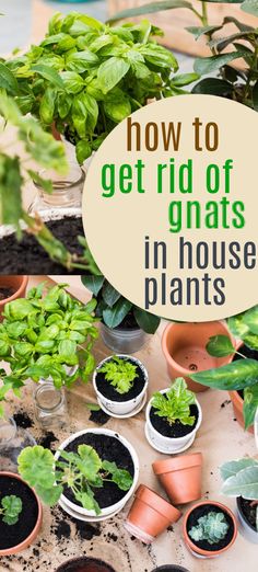 potted plants with text overlay how to get rid of gnats in house plants