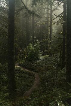 a path in the middle of a forest surrounded by tall trees