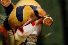 an orange and black fish with its mouth open next to another fish in the water