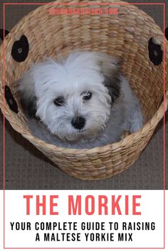 a white dog sitting in a basket with the words the morkie your complete guide to raising a mates yorkie mix