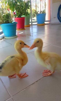 two ducklings are standing on the floor in front of some potted planters