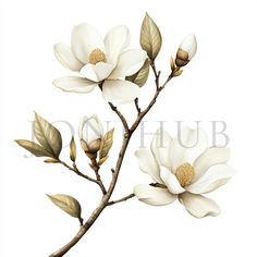 a branch with white flowers and green leaves is shown in front of a white background