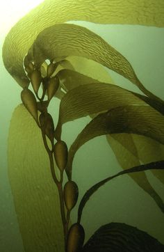 an image of some plants in the water