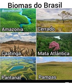 the different types of plants and animals in this photo are labeled with words that read, biomas do brasil