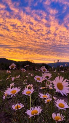 a field full of white daisies under a colorful sky