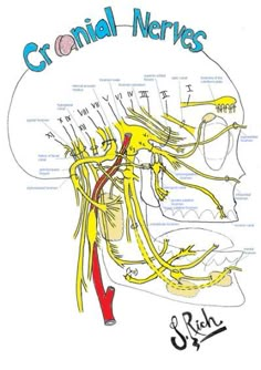 a diagram of the cranial nervouss and their corresponding structures in human body