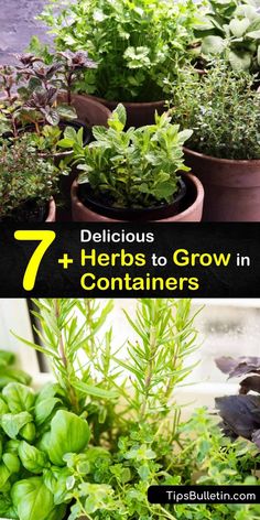 herbs growing in containers with the title 7 delicious herbs to grow in containers