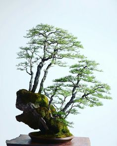 a bonsai tree in a pot with moss growing on it